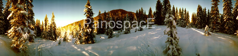 W04 Winter Forest Dawn