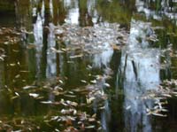 G06 Monet Inspiration